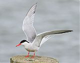 Common Tern